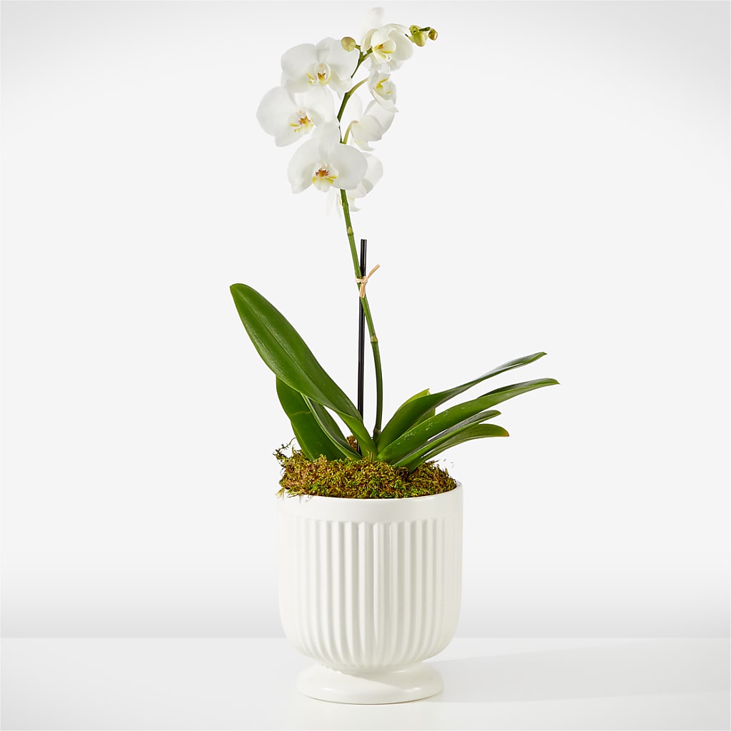 Whispering White Orchid – FLOWER'S SMILING DESIGNS, Manchester NJ