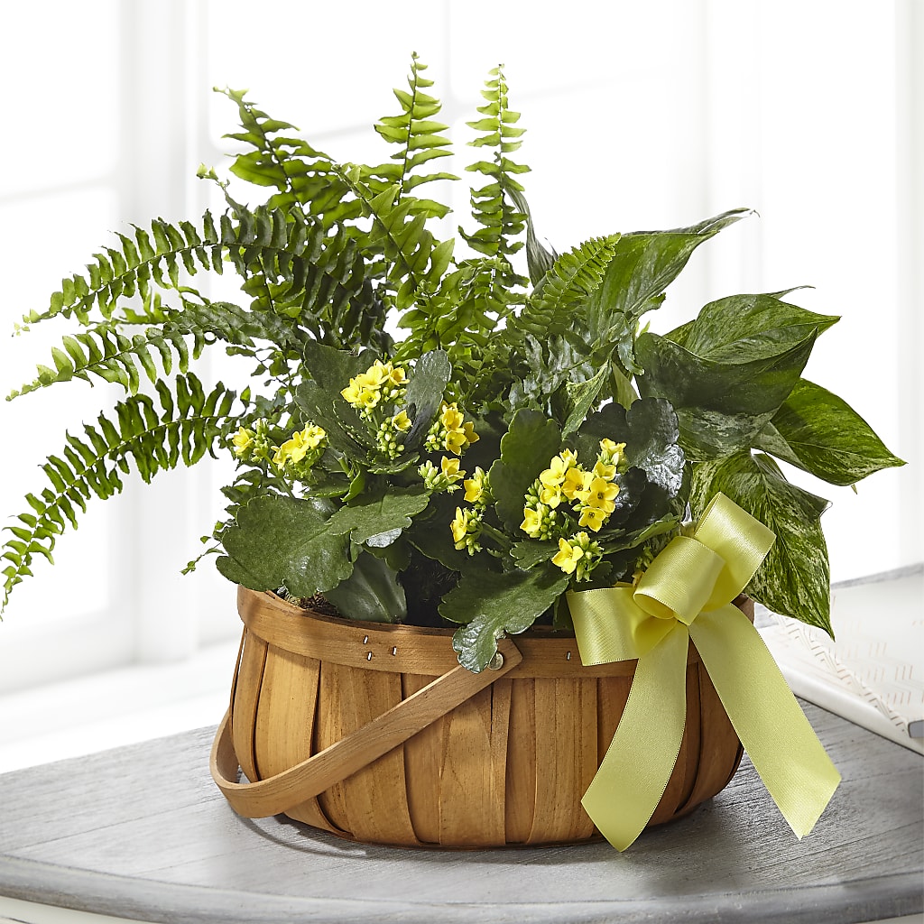 Always Dear Dishgarden – FLOWER'S SMILING DESIGNS, Manchester NJ