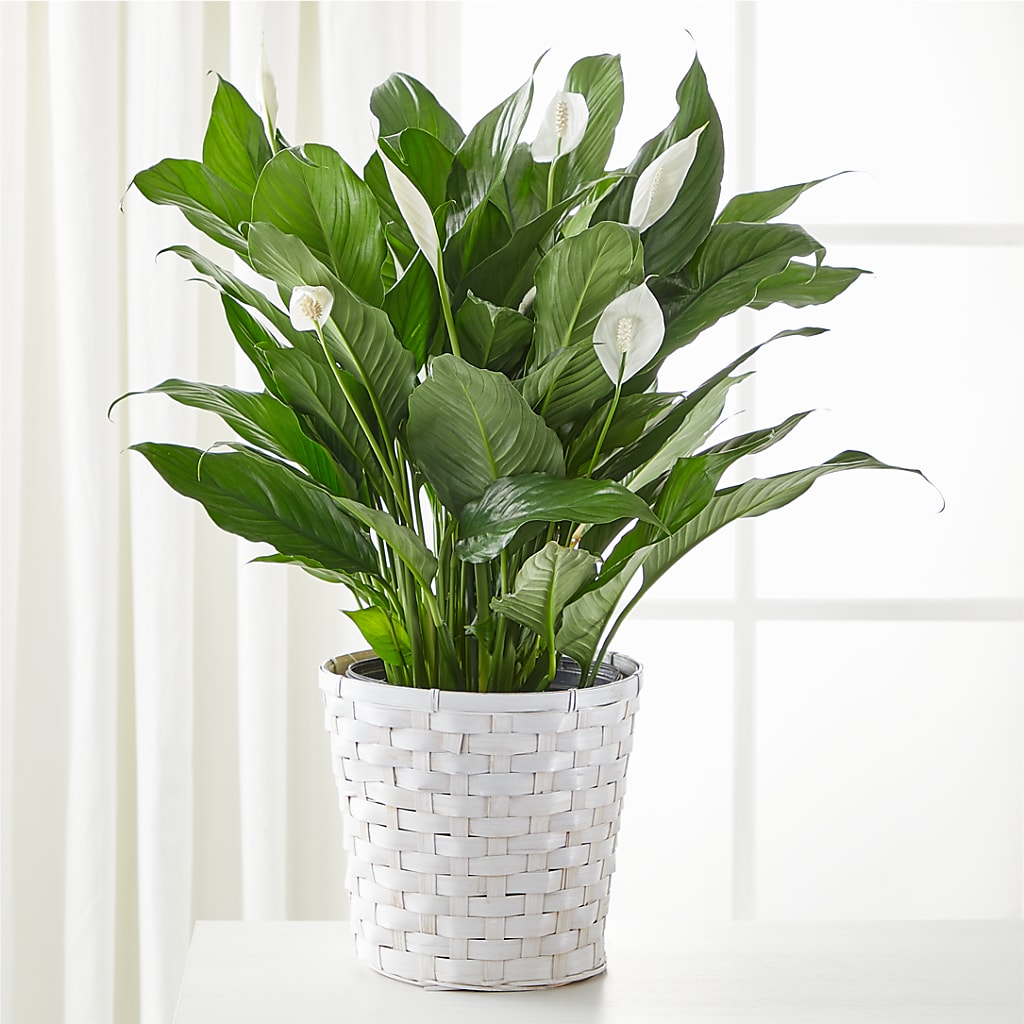 A New Leaf Peace Lily – FLOWER'S SMILING DESIGNS, Manchester NJ
