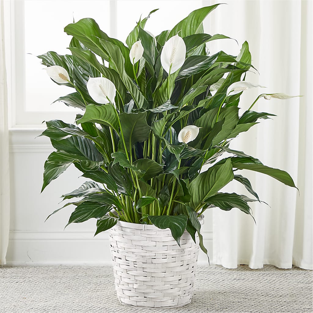 A New Leaf Peace Lily – FLOWER'S SMILING DESIGNS, Manchester NJ