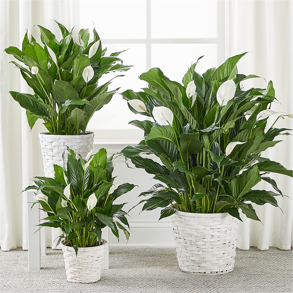 A New Leaf Peace Lily – FLOWER'S SMILING DESIGNS, Manchester NJ