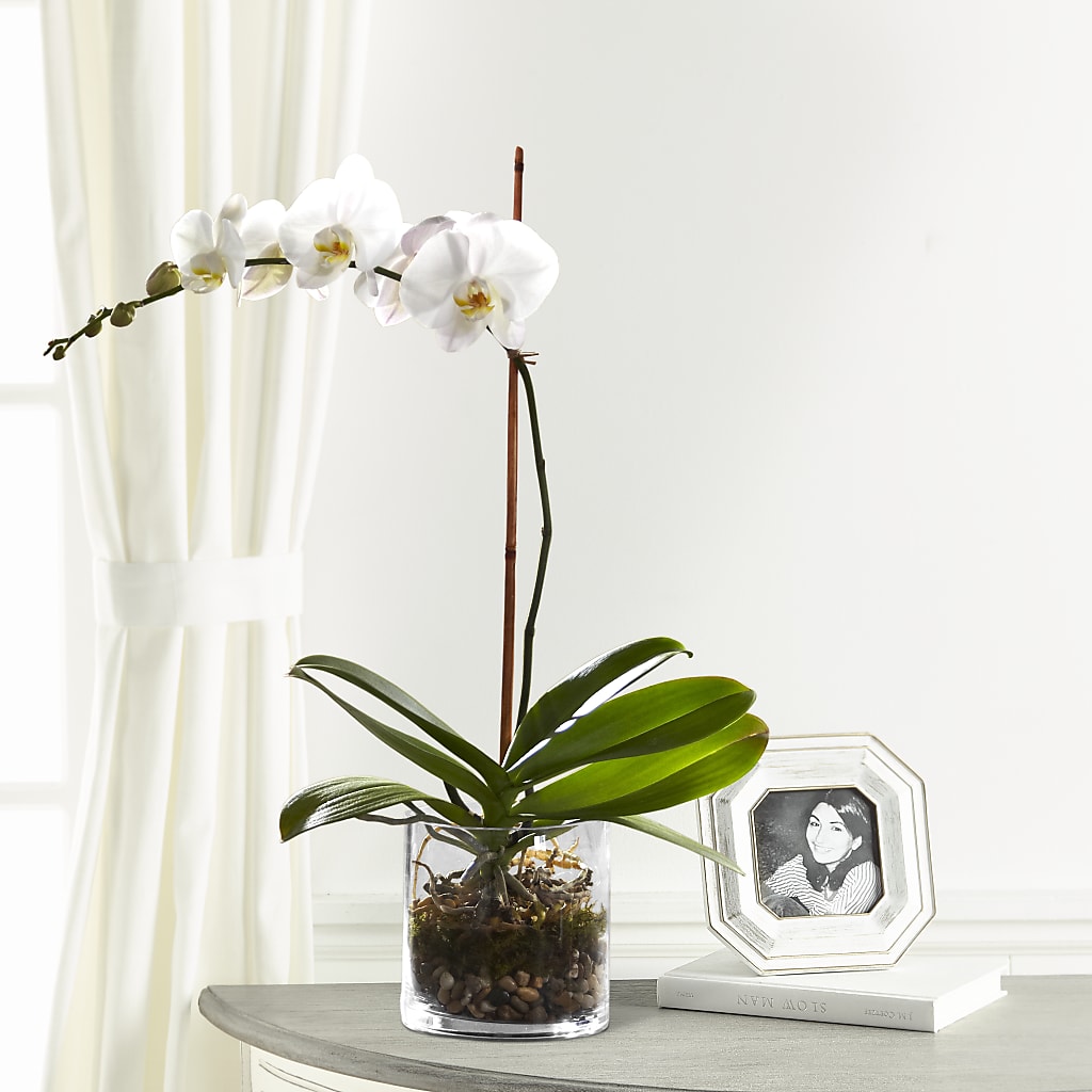White Orchid Planter – FLOWER'S SMILING DESIGNS, Manchester NJ