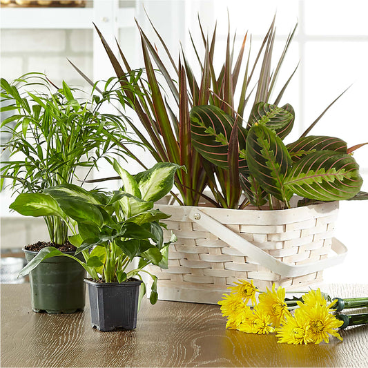 Florist Designed Blooming and Green Plants in a Basket – FLOWER'S SMILING DESIGNS, Manchester NJ