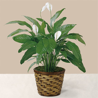 Tranquil Moments Peace Lily Plant – FLOWER'S SMILING DESIGNS, Manchester NJ