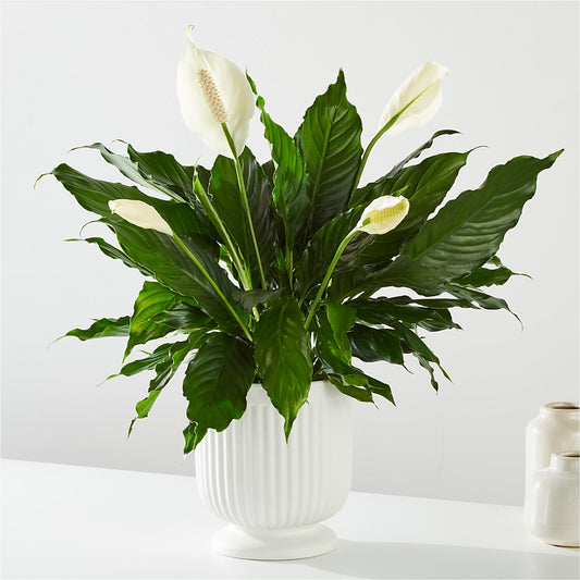 Comfort Planter – FLOWER'S SMILING DESIGNS, Manchester NJ