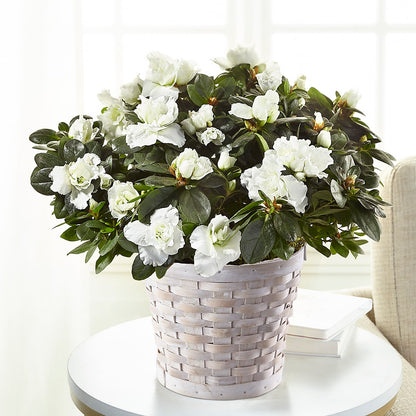 White Azalea Plant – FLOWER'S SMILING DESIGNS, Manchester NJ