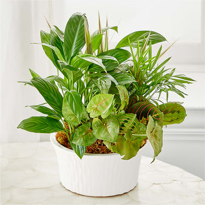Balance & Harmony Dishgarden – FLOWER'S SMILING DESIGNS, Manchester NJ