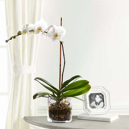 White Orchid Planter – FLOWER'S SMILING DESIGNS, Manchester NJ